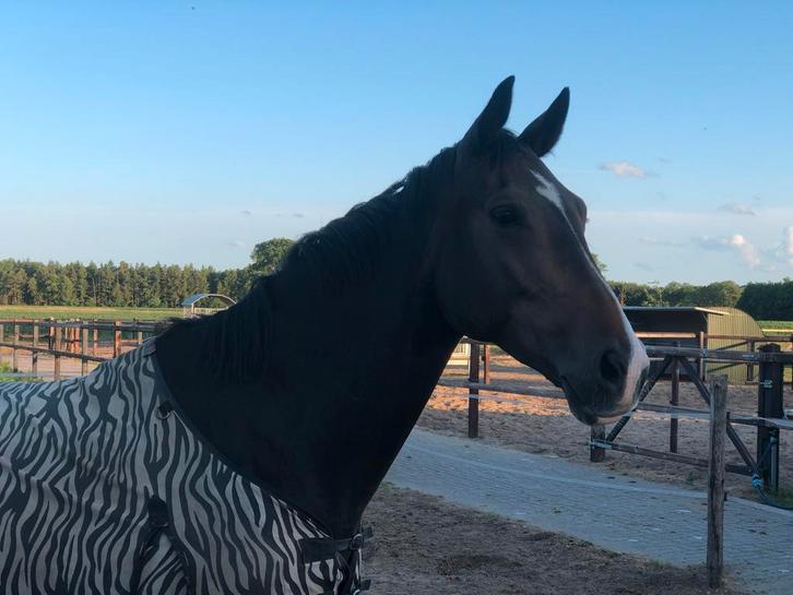 Mooie recreatie merrie, Dieren en Toebehoren, Paarden, Merrie, Recreatiepaard