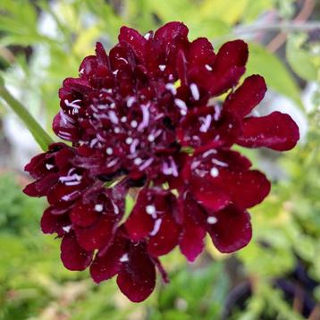Zaden Duifkruid diep donkerpaars - Scabiosa atropurpurea beschikbaar voor biedingen