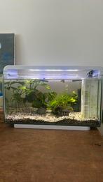 Superfish Home 30 aquarium, Dieren en Toebehoren, Vissen | Aquaria en Toebehoren, Ophalen, Zo goed als nieuw, Gevuld zoetwateraquarium