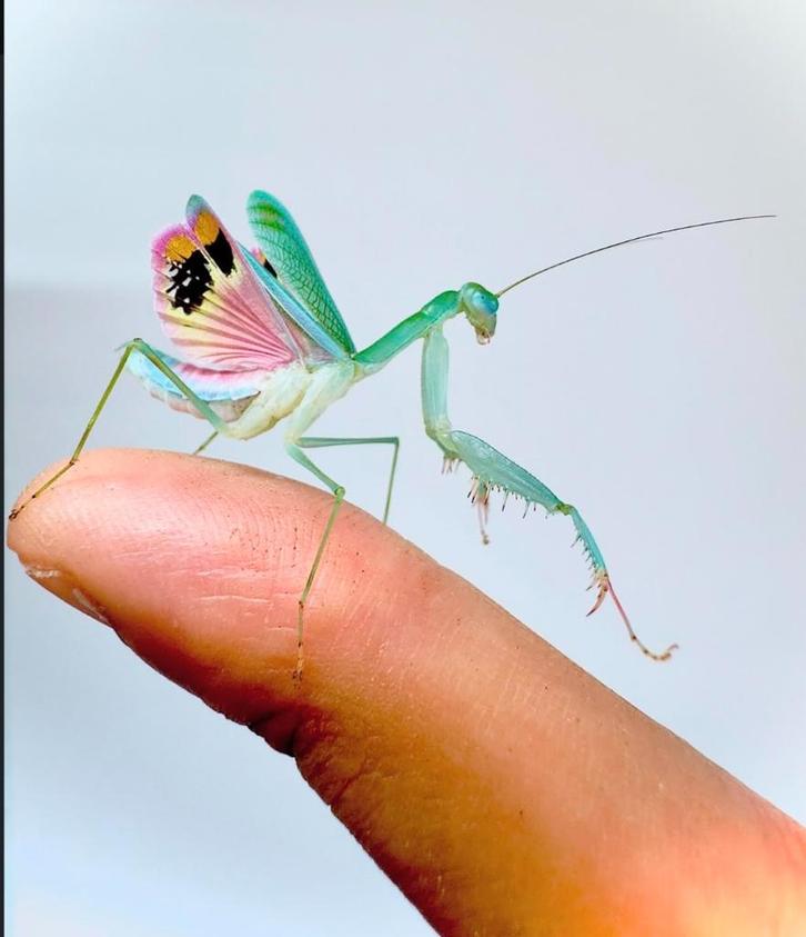Bidsprinkhaan, Dieren en Toebehoren, Insecten en Spinnen, Wandelende tak