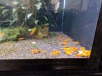 🔥HERFSTAANBIEDING️🔥 High grade Orange Sakura garnalen️🦐, Dieren en Toebehoren, Vissen | Aquariumvissen, Kreeft, Krab of Garnaal