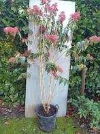 Zevenzonenboom Heptacodium, Herfst, Overige soorten, 100 tot 250 cm, Ophalen