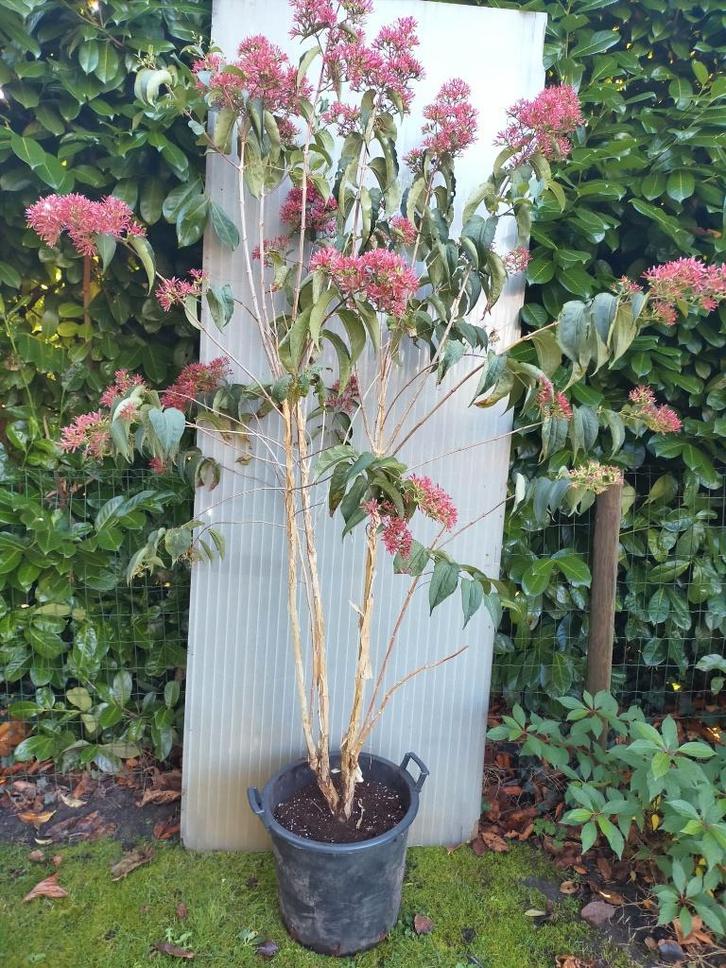 Zevenzonenboom Heptacodium, Tuin en Terras, Planten | Bomen, Overige soorten, 100 tot 250 cm, Volle zon, Herfst, In pot, Ophalen