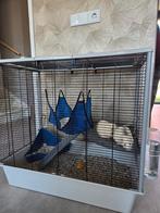 2 tamme ratjes gratis + eventueel kooi (deze is niet gratis), Dieren en Toebehoren, Ophalen, Nieuw, Kooi, Rat