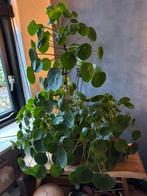 Grote pannekoekplant incl pot, Huis en Inrichting, Ophalen, Halfschaduw