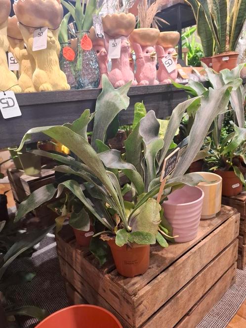 Hertshoornvaren, Huis en Inrichting, Kamerplanten, Overige soorten, Minder dan 100 cm, Groene kamerplant, Halfschaduw, In pot