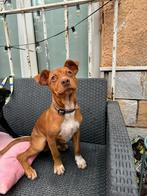 benito zoekt baasje stichting Tigger foundation, Dieren en Toebehoren, Honden | Niet-rashonden, Rabiës (hondsdolheid), Middel