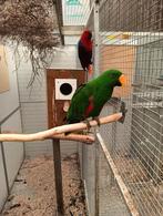 Bewezen koppel edel papegaaien, Dieren en Toebehoren, Meerdere dieren, Papegaai