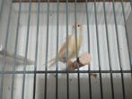 Geel mozaïek, Dieren en Toebehoren, Vogels | Kanaries, Vrouwelijk, Kleurkanarie