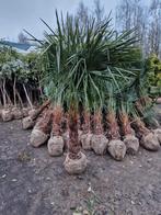 Trachycarpus Fortunei Palmboom - Winterhard ACTIE!!, Tuin en Terras, Bloeit niet, Ophalen of Verzenden, 100 tot 250 cm, Palmboom