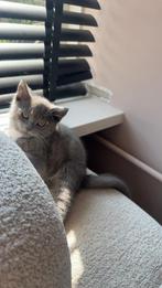 Super lieve kitten (Britse korthaar/kruissoort), Dieren en Toebehoren, Kater