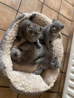 Britse kittens