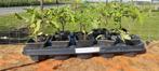 Tros tomaten planten, Ophalen, Volle zon, Groenteplanten, Eenjarig
