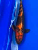Hi-Utsuri, Dieren en Toebehoren, Vissen | Vijvervissen, Karper of Koi