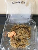 Nieuw binnen! Diverse morphs pacman frogs., Dieren en Toebehoren, Overige soorten, Met terrarium, 0 tot 2 jaar