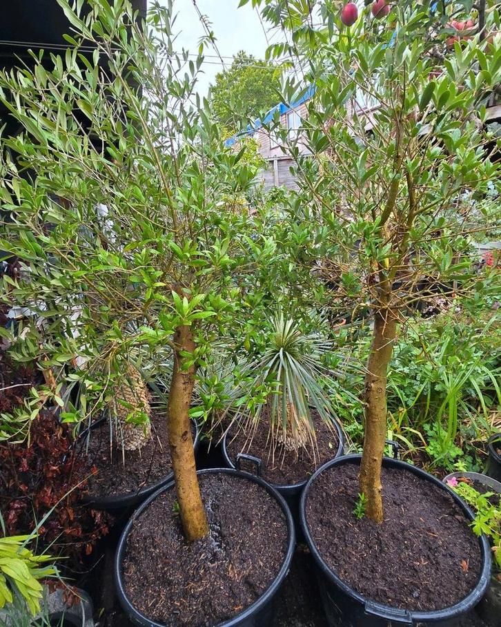 Olijfbomen  vanaf  € 65.-, Tuin en Terras, Planten | Bomen, Olijfboom, 100 tot 250 cm, Volle zon, Lente, Ophalen of Verzenden