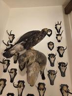 Opgezette steenarend