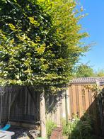 Te koop beukenlinde, Tuin en Terras, Ophalen, Bloeit niet, Leiboom, 400 cm of meer