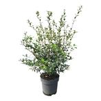 Osmanthus burkwoodii schijnhulst 80/100, Ophalen of Verzenden, Minder dan 100 cm