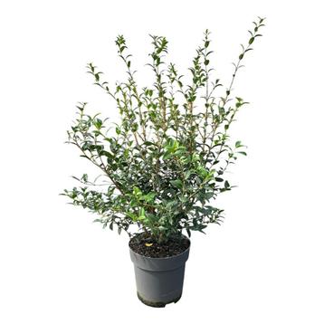 Osmanthus burkwoodii schijnhulst 80/100 beschikbaar voor biedingen
