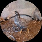 Araucana hen, Dieren en Toebehoren, Pluimvee, Vrouwelijk, Kip