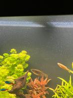 Zebra danio 6 volwassen stuks., Vis