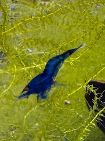 Neocaridina davidi Blue dream OE (orange eyes) beschikbaar voor biedingen