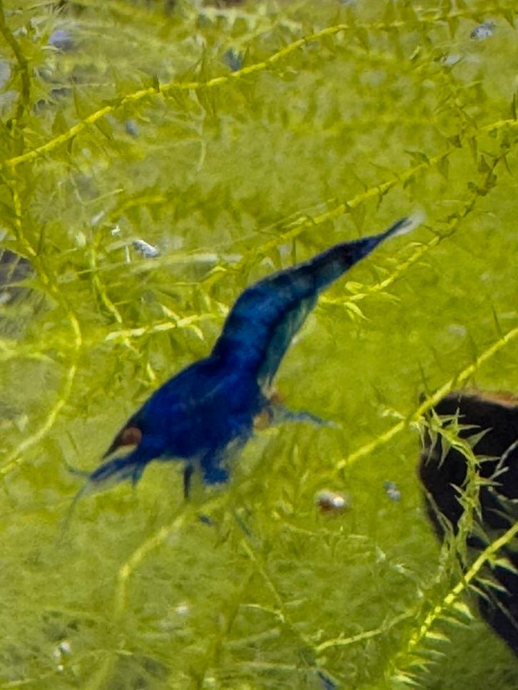 Neocaridina davidi Blue dream OE (orange eyes), Dieren en Toebehoren, Vissen | Aquariumvissen, Kreeft, Krab of Garnaal