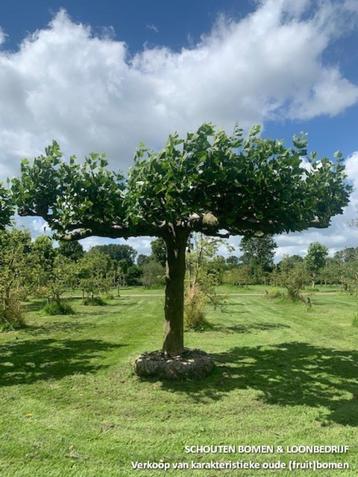 Prachtige sierbomen - Dakplatanen te koop vanaf 975,- beschikbaar voor biedingen