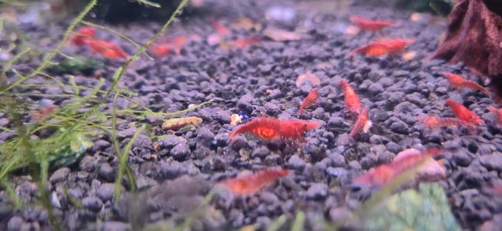 Vuurgarnaal, Dieren en Toebehoren, Vissen | Aquariumvissen, Zoetwatervis, Kreeft, Krab of Garnaal