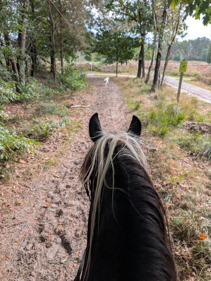 Bosrit buitenrit paardrijden, Dieren en Toebehoren, Paarden en Pony's | Verzorgingsproducten, Ophalen of Verzenden