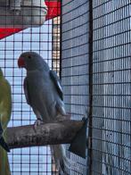 Halsbandparkiet, Dieren en Toebehoren, Vrouwelijk, Parkiet
