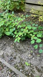 3 hazelnootboompjes hazelaar, Tuin en Terras, Planten | Bomen, Ophalen, Volle zon, Overige soorten