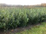 Prunus laur.Novita , laurier, Ophalen, Laurier, 100 tot 250 cm