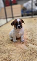 Jack Russell pups ruwharig/brokencoat, Dieren en Toebehoren, Honden | Jack Russells en Terriërs, Jack Russell Terriër, CDV (hondenziekte)