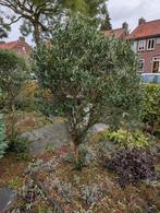 olijfbomen, Tuin en Terras, Planten | Bomen, Volle zon, Ophalen of Verzenden, Lente, 100 tot 250 cm