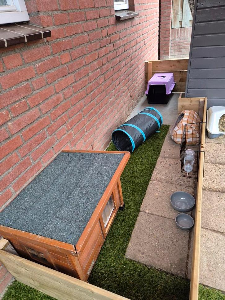 Cavia vakantie opvang Kleinschalig, Dieren en Toebehoren, Overige Dieren, Vrouwelijk, Januari