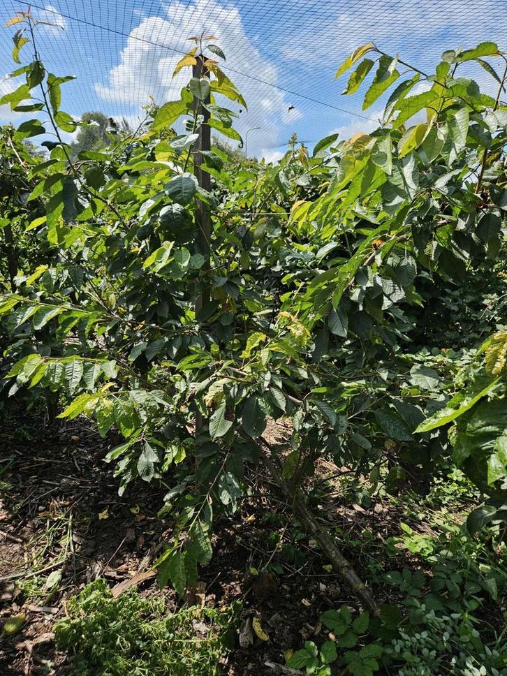 Kersenbomen Kordia, Tuin en Terras, Planten | Fruitbomen, Ophalen