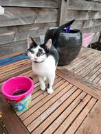 Kitten, Kater