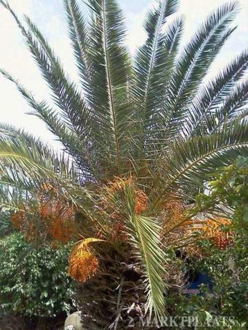 10 x Phoenix Canariensis palm boom zaden beschikbaar voor biedingen