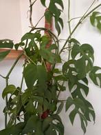Grote Mini Monstera met mosstokken - 240cm!, Ophalen, 200 cm of meer, Overige soorten, Halfschaduw