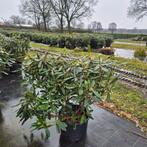 Rhododendron Ponticum | 100 cm | Grote C32 pot!, Overige soorten, Vaste plant, Ophalen of Verzenden, Halfschaduw