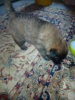 Tervurense pups, Dieren en Toebehoren, 8 tot 15 weken, Teef, Parvo, Meerdere