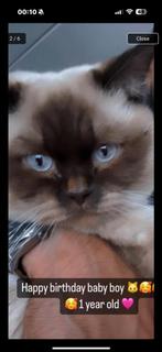 Gezonde Britse kort haar Dekkater., Dieren en Toebehoren, Katten en Kittens | Raskatten | Korthaar, Kater