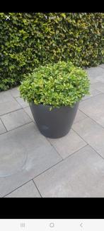 Skimia in pot, Ophalen