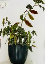 Mooi groeiende Polkadot Begonia in pot | ca.60x50 | ophalen, Huis en Inrichting, Kamerplanten, Ophalen, Overige soorten, Halfschaduw