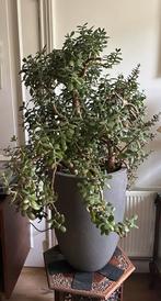 Grote Crassula - Jadeplant, Ophalen, Vetplant