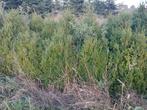 buxus te koop €5.00  per stuk, Tuin en Terras, Ophalen, Buxus, Struik, 100 tot 250 cm