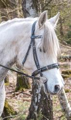 Schockemöhle hoofdstel maat cob, Dieren en Toebehoren, Paarden en Pony's | Hoofdstellen en Tuigage, Ophalen of Verzenden