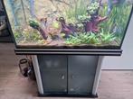 Aquarium compleet, Ophalen of Verzenden, Zo goed als nieuw, Gevuld zoetwateraquarium